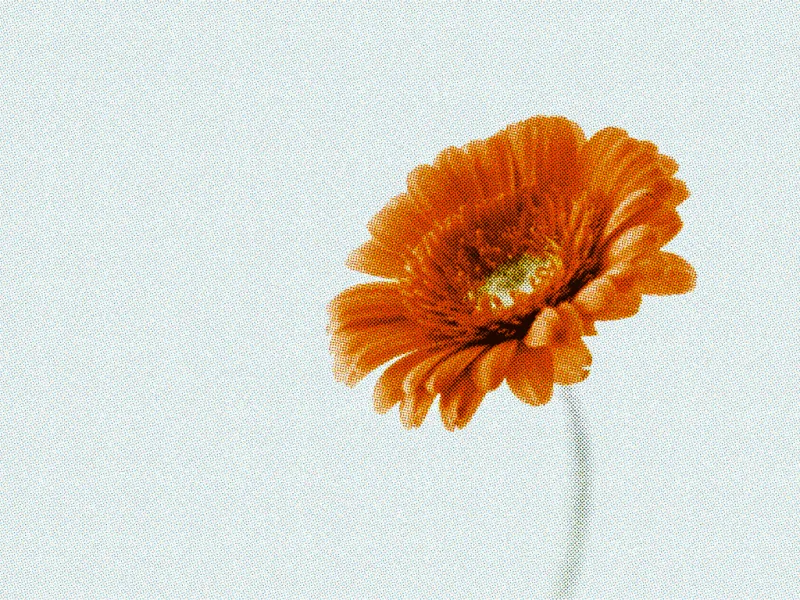 Poster-ready halftone flower artwork created with PhotoShaders